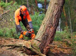 Professional  Tree Services in Rio Rico, AZ